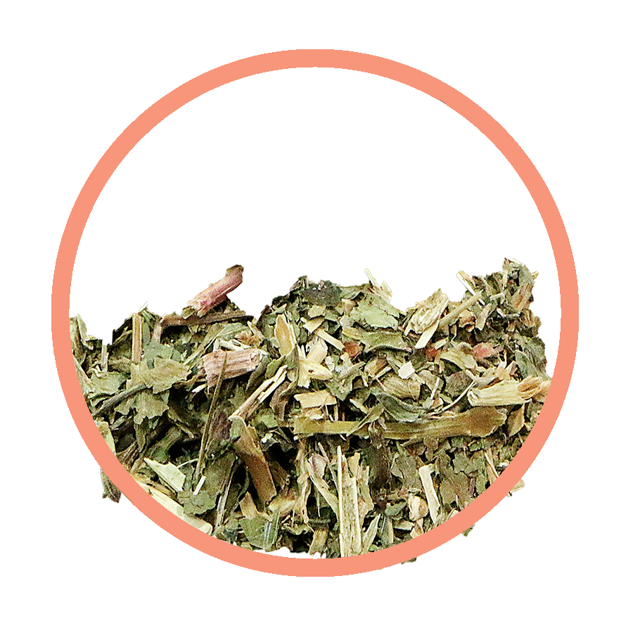 Saponaire Dépurative peau