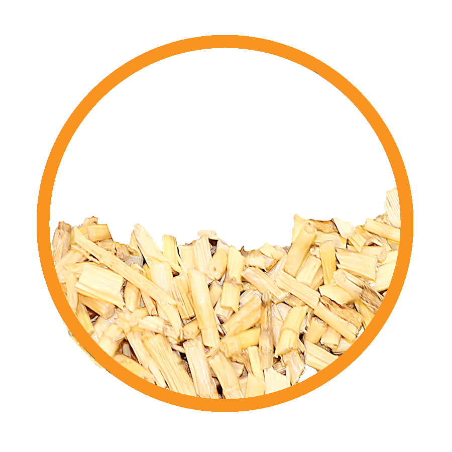 Chiendent Diurétique