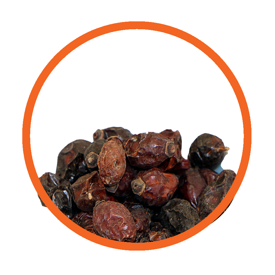 Cynorrhodon Energie Vitalité