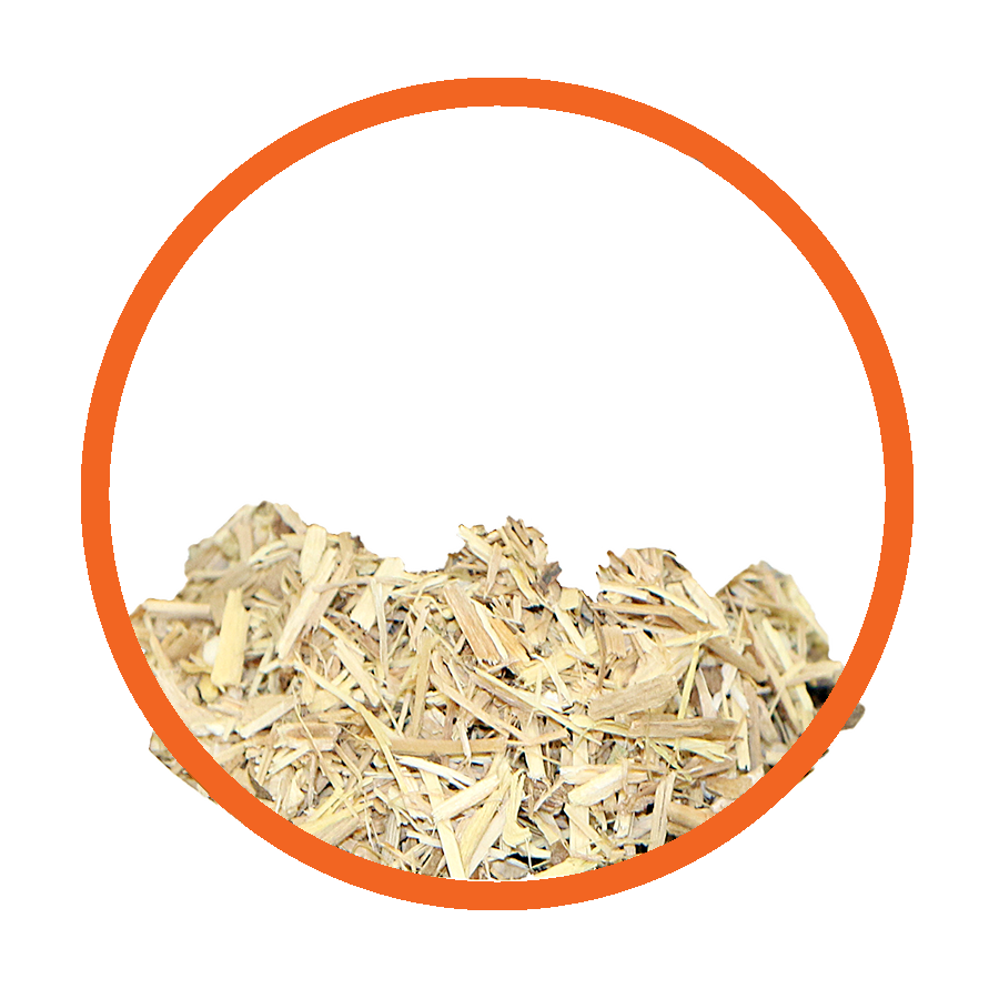 Eleutherocoque Energie Vitalité