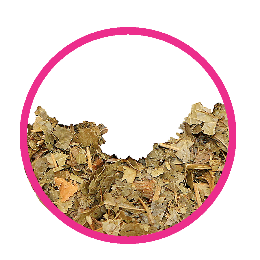 Hamamélis Femini tea