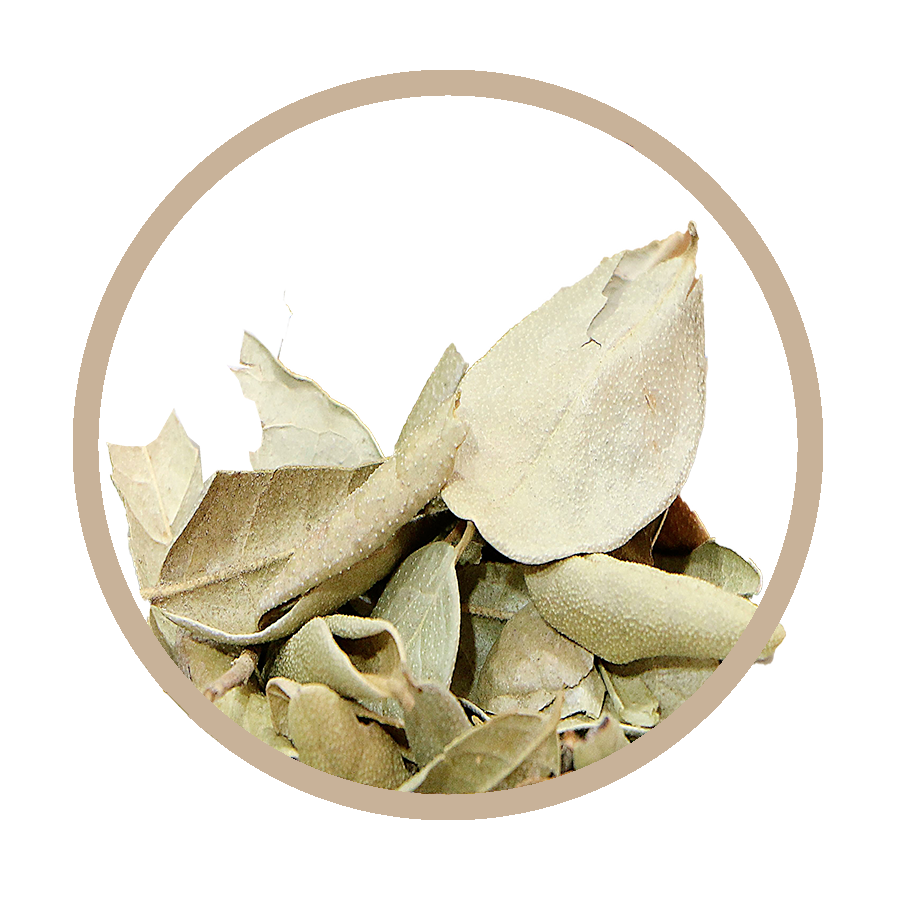 Boldo Foie Cholesterol