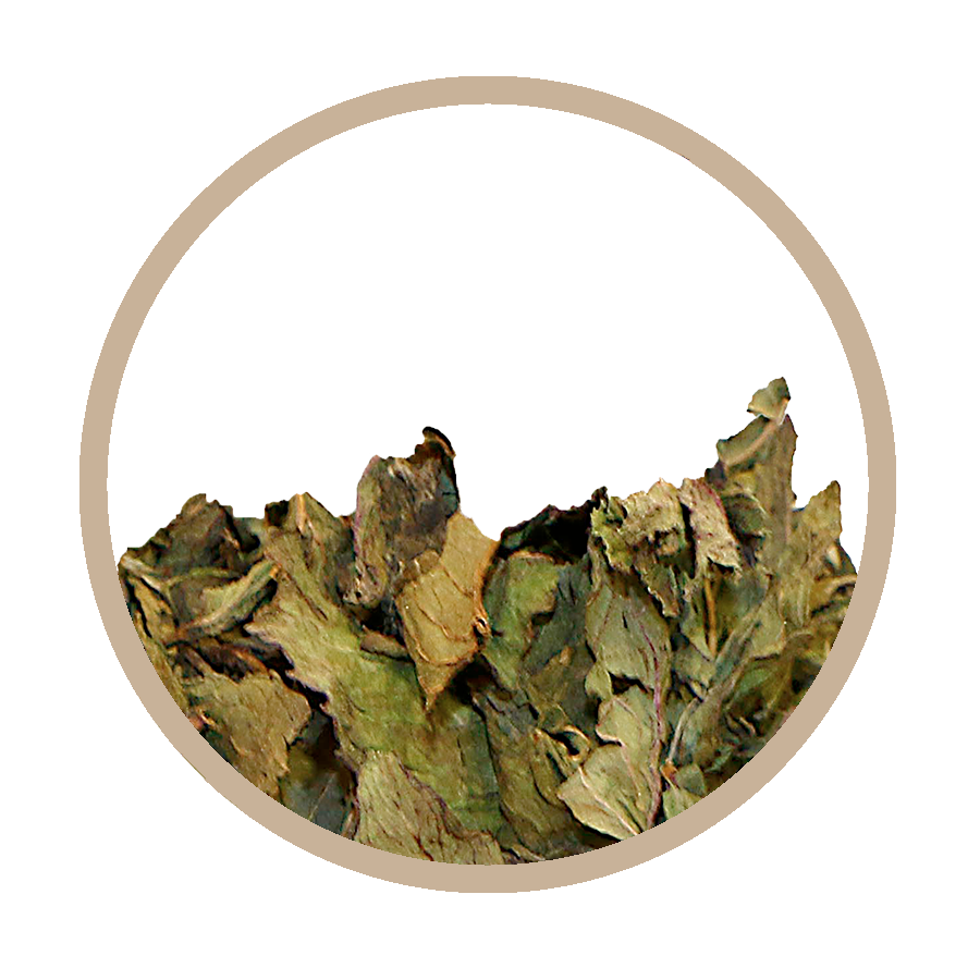 Menthe Foie Cholesterol