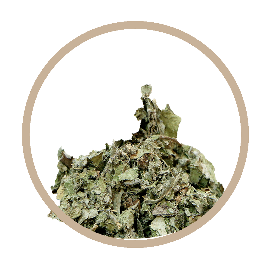 Artichaut Foie Cholesterol