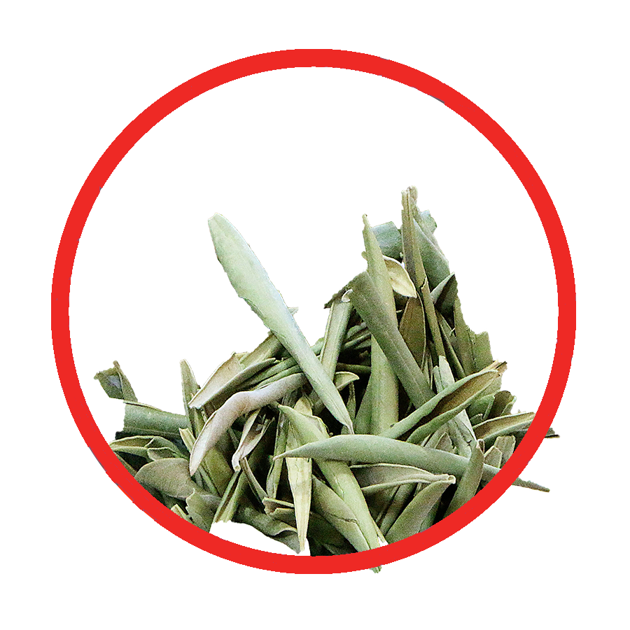 Olivier Hypertension