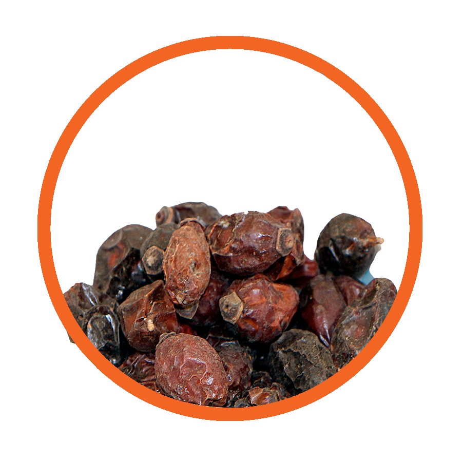 Cynorrhodon Immunité