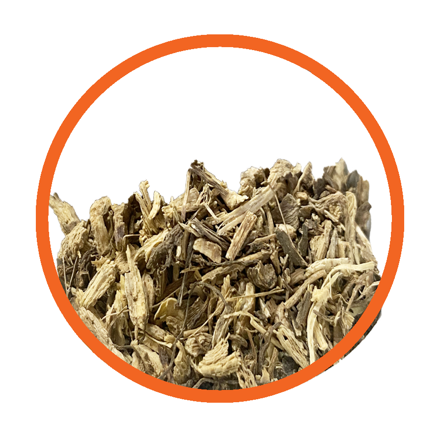 Echinacée Immunité