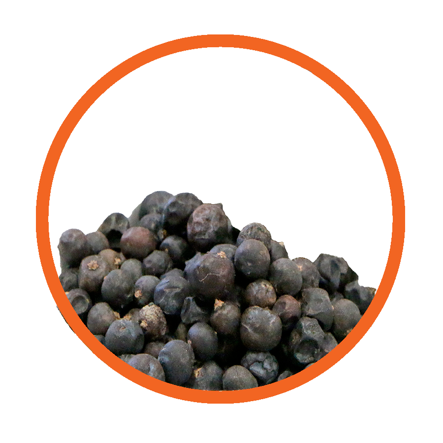 Sureau Baies Immunité