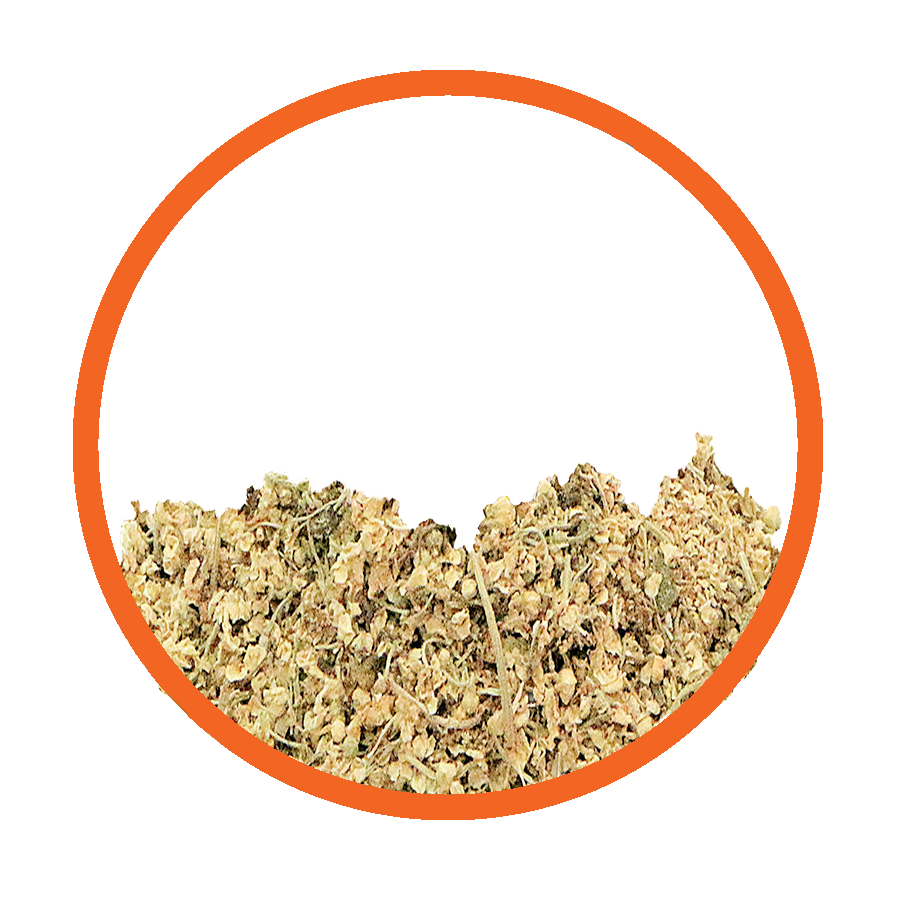 Sureau fleur Immunité