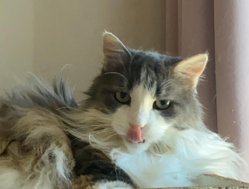 chat mignon