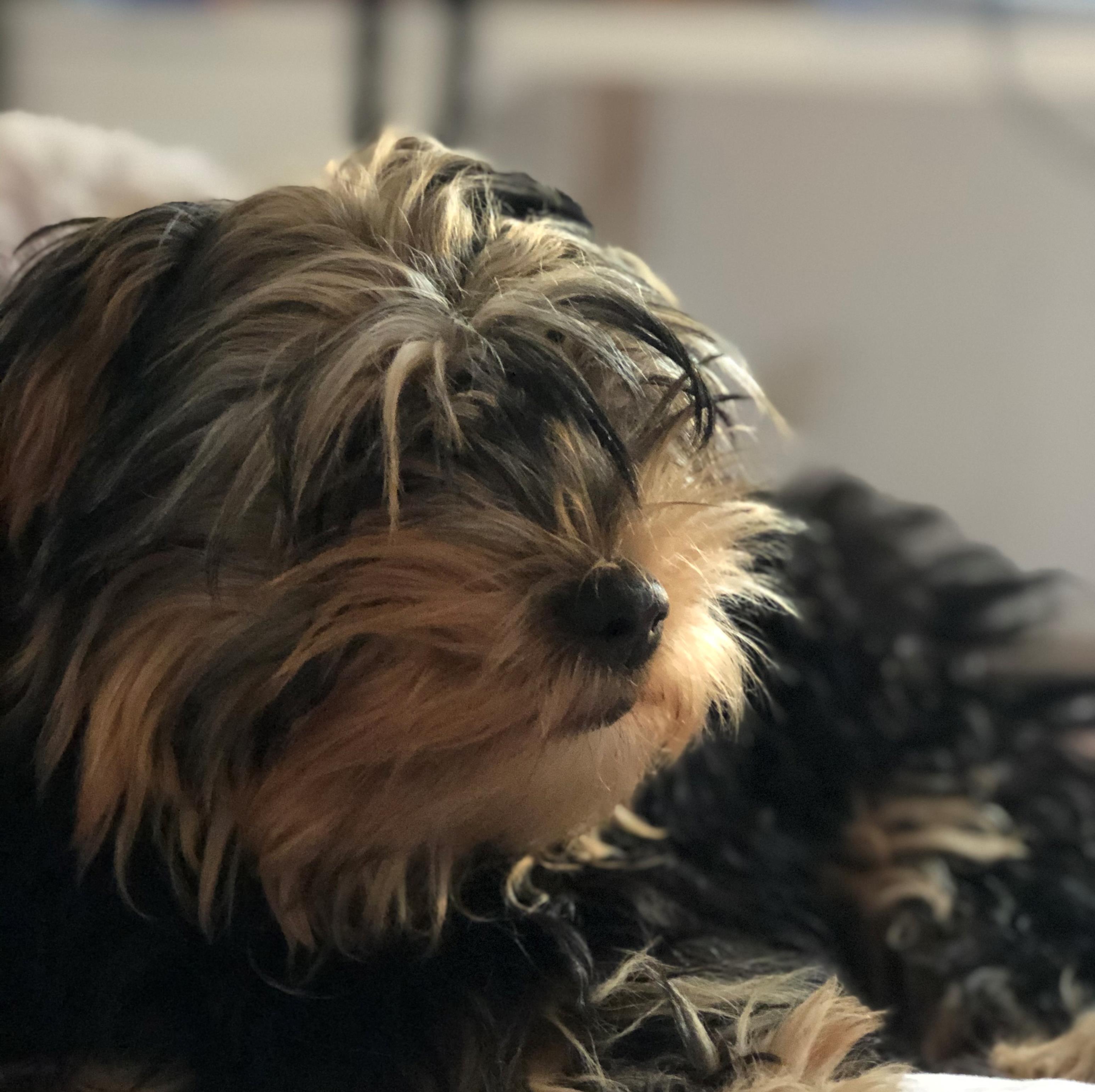 chien heureux