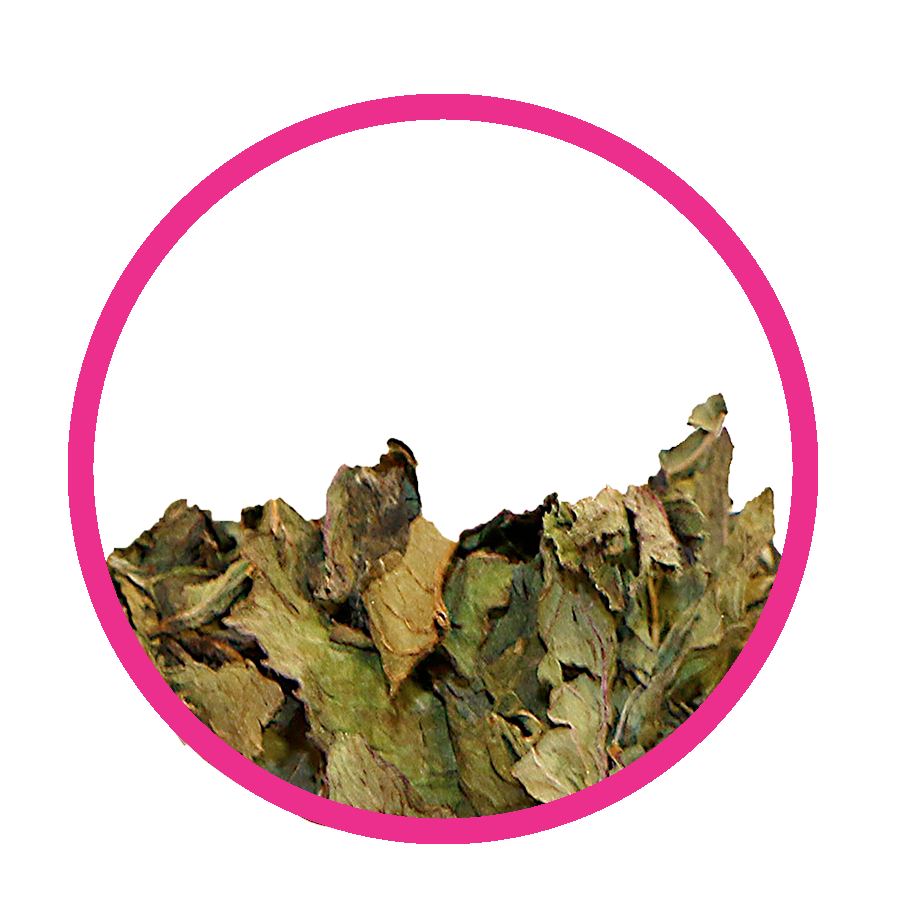 Menthe poivrée Retard de régles