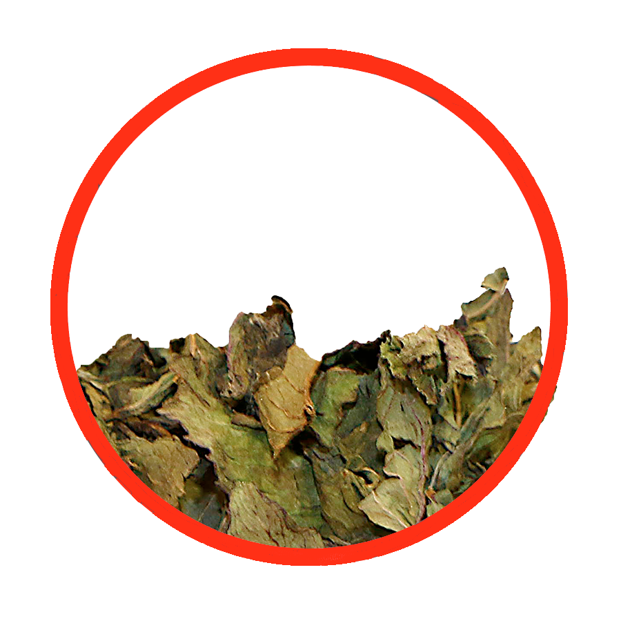 Menthe poivrée Sédative Digestive