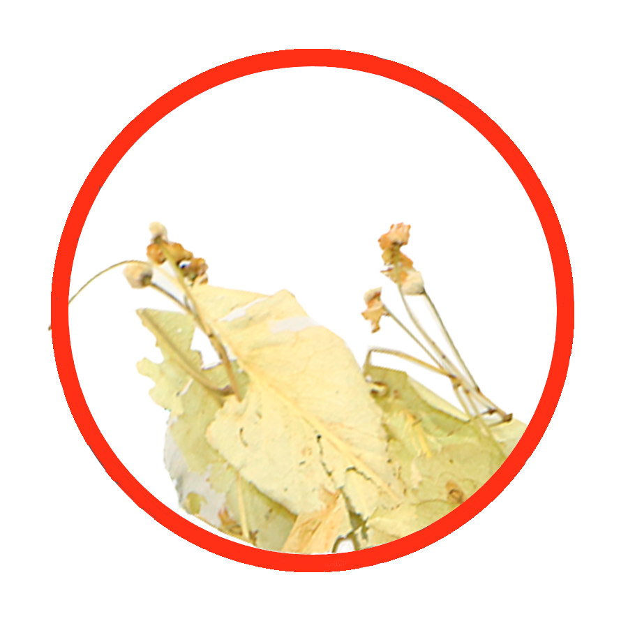 Tilleul Sédative Digestive