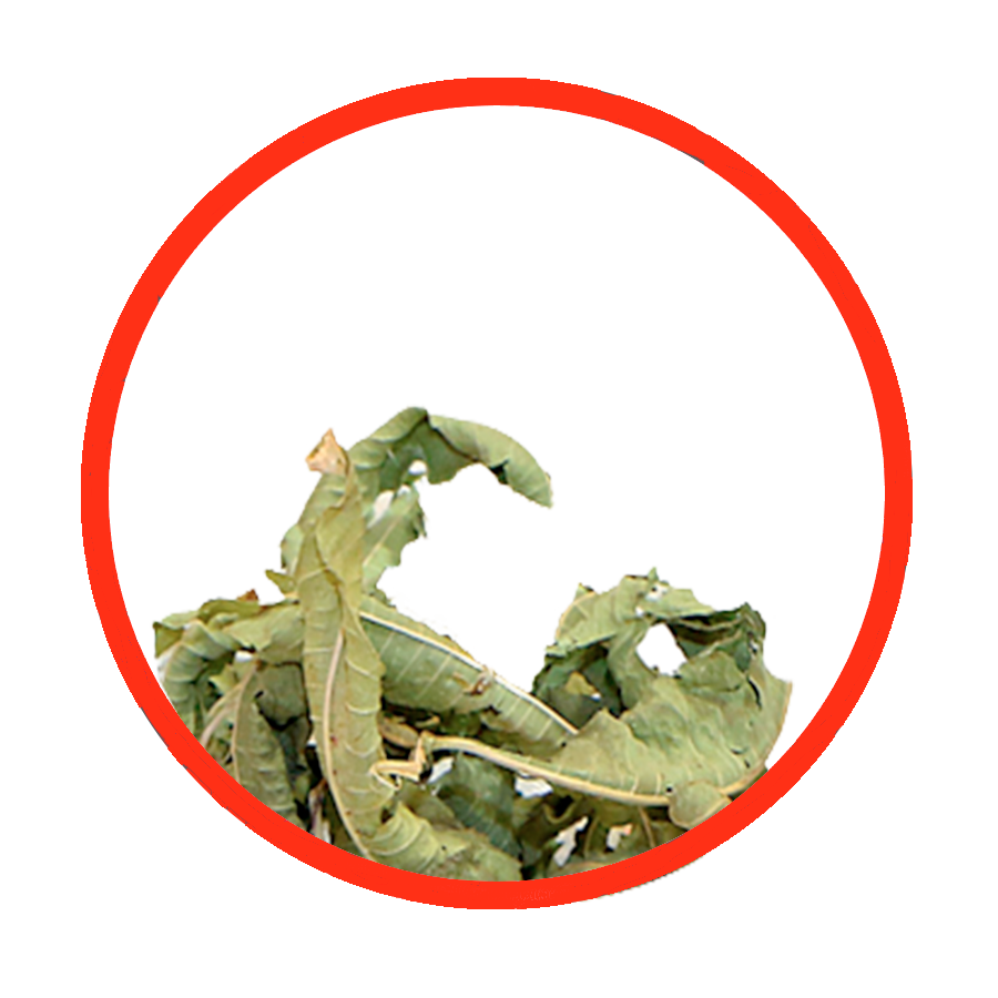 Verveine Sédative Digestive