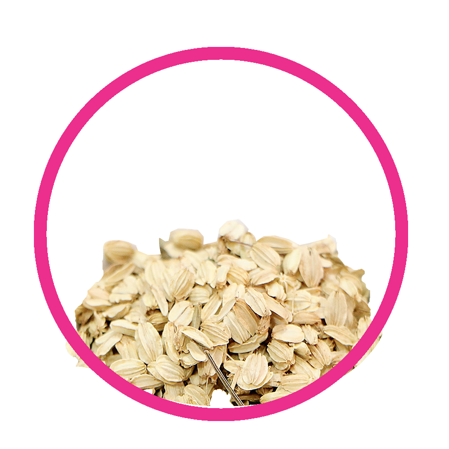 Angélique Ventre Plat