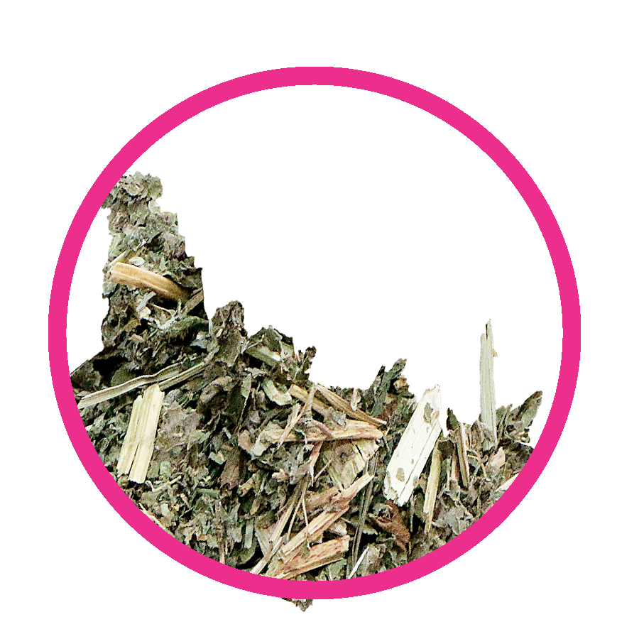 Reine des prés Ventre plat