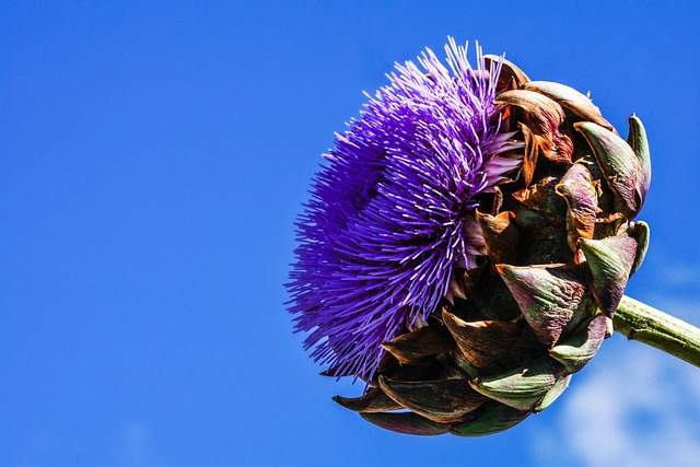 artichaut en fleur