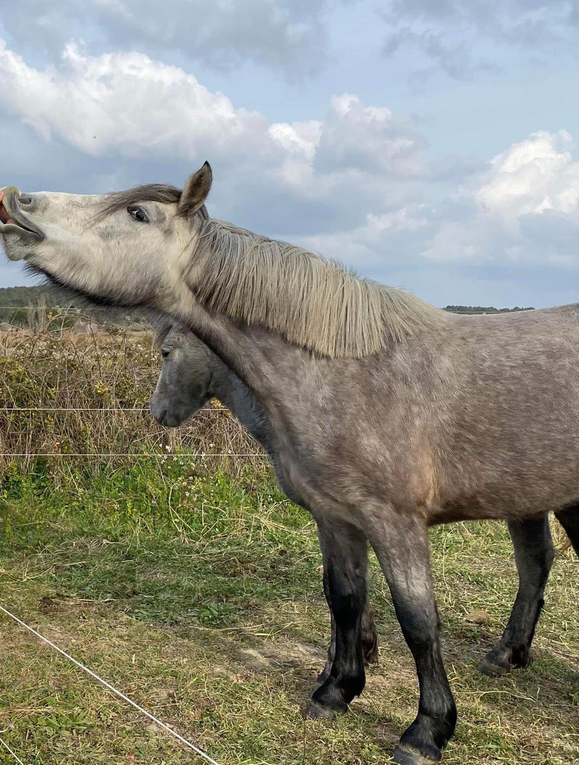 Cheval gris qui hénni