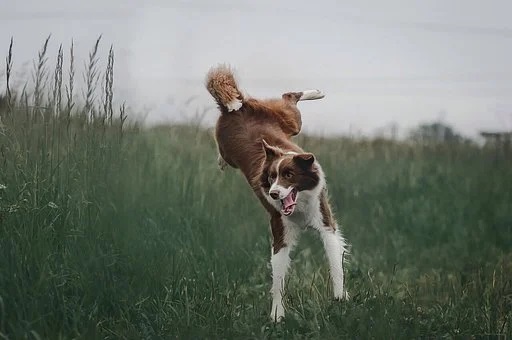 chien qui joue