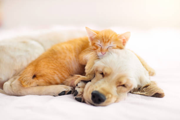 chat et chien qui dorment
