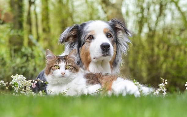 comme chat et chien