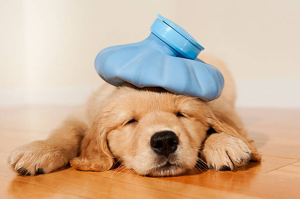 chien malade