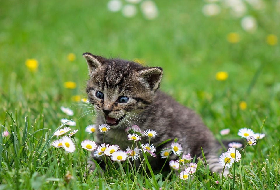 chaton au milieu des champs