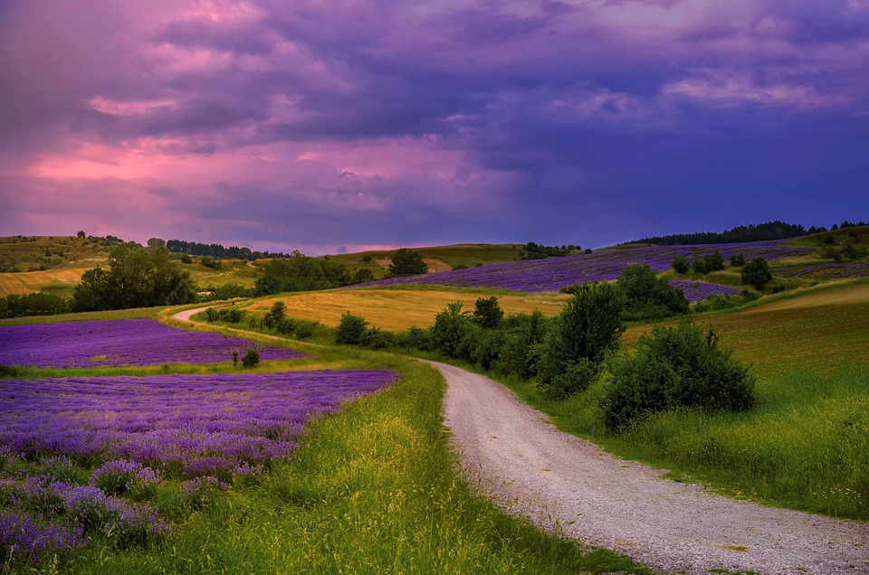 champs de lavande