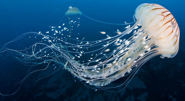 Attention aux filaments de la méduse