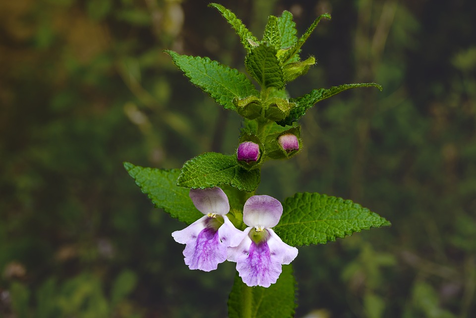 fleur de mélisse