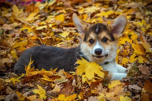 chien d'automne