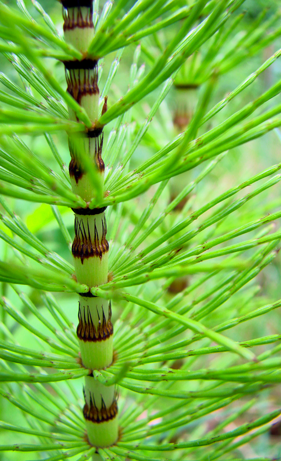 Articulations