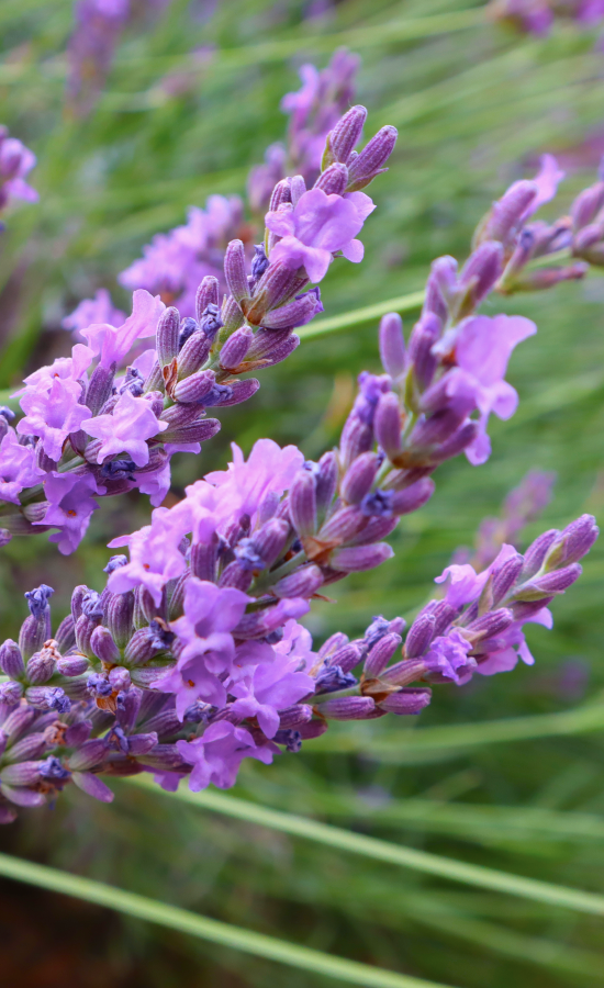 ÉTÉ